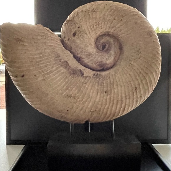 Design Toscanini Large Ammonite Fossil Sculpture On Museum Mount 18.5x18.5x4 - Picture 5 of 13